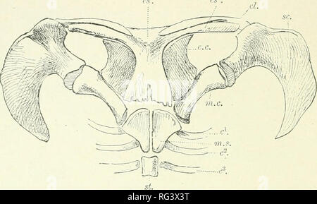 . Il Cambridge storia naturale. Zoologia. 34 ORNAMENTALI EPISTERNA provvisto di pezzi di osso che ricoprono il manubrio sterni. La fio. 22.-spalla corpino di Ornithorhynchus. c c'-, c^, primo, secondo, terzo nervature ; cl, clavicola ; ex. epicoracoid ; es' Ande", interclavicle (episterimm); m.c, metacoracoid ; W1..9, iiianubrium sterni ; sc, scapola ; st, sternehra. (Da Wiedersheim's Structivre di Man.) e vengono fissati al clavicles, e senza dubbio essere considerato come la stessa struttura. Probabilmente in molti mammiferi il manubrio sarà trovato essere costituito in parte i rudimenti della corrispondente Foto Stock