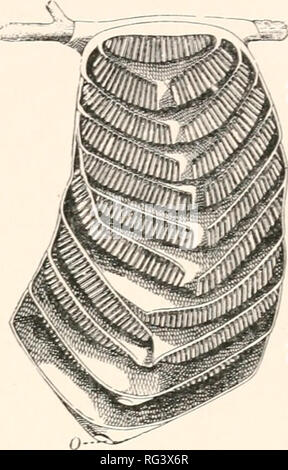 . Il Cambridge storia naturale. Zoologia. II VESPIDAE vespe' XESTS. Un notevole wasp's Nest è conservata al British Museum di storia Xatural; è considerato per essere il lavoro di M"/ttez"./ni" ili inidiata Sauss. Un Eumenid wasp ; si tratta di una grande massa di cellule che circonda il ramo di un albero, che quindi pro- jects poco dopo alla maniera di un assale attraverso la centrale: le cellule sono molto numerosi e sono piuttosto come normali come quelli della più perfetta di pettini di api: la massa è ricoperta con un strato spesso di carta, il nido avente un po' il punto di accesso esterno Foto Stock
