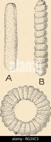 . Il Cambridge storia naturale. Zoologia; Zoologia Geral. Protozoi CHAP. Di seguito è riportato Haeckel la classificazione del Eadiolaria :- PORULOSA (HOLOTRYPASTA).-Homaxoiiic, o quasi così. Capsula centrale sferica in prima istanza ; pori numerosi, minuto sparsi ; per lo più specie pelagiche. A. SPUMELLARIA (PERIPYLAEA).-pori dispersi in modo uniforme ; scheletro del solido spicole silicee, o continuo, e reticolano o tralicciati, raramente assente; nucleo dividendo in ritardo, come un antecedente per la riproduzione. B. ACANTHARIA (AcTlPYLAEA).-pori aggregate in aree distinte ; scheletro di solito 20 centrogenous, Foto Stock