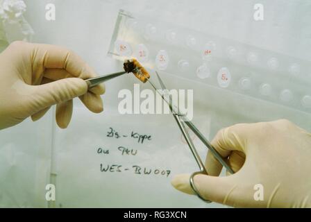 DEU, Germania, NRW: analisi del DNA. Una sigaretta è beeing preparato per l'analisi chimica del DNA. Questa sigaretta è stata trovata Foto Stock