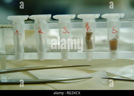 DEU, Germania, NRW: analisi del DNA. Una sigaretta è beeing preparato per l'analisi chimica del DNA. Questa sigaretta è stata trovata Foto Stock