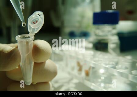 DEU, Germania, NRW: analisi del DNA. Una sigaretta è beeing preparato per l'analisi chimica del DNA. Questa sigaretta è stata trovata Foto Stock