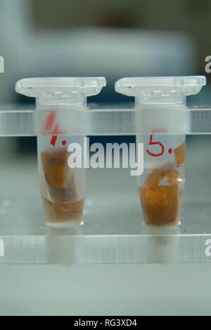 DEU, Germania, NRW: analisi del DNA. Una sigaretta è beeing preparato per l'analisi chimica del DNA. Questa sigaretta è stata trovata Foto Stock