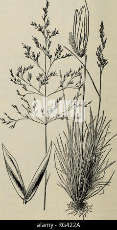 . California praterie e gamma foraggere graminacee. Erbe e piante di foraggio. Fig. 68. Distribuzione di hairgrasses (Deschampsia spp.) Quattro hairgrasses si trovano su- Cali fornia gamma terre. Delle tre specie importanti per foraggio, due sono le piante perenni e uno annuale. (Fig. 68.) chiave a specie vegetali annuale, awns piegato 3. D. danthonioides piante perenni; awns quasi Panicle diritta aperta 1. D. caespitosa Panicle strette dense 2. D. holciformis 1. HAIRGRASS TUFTED (Deschampsia caespitosa) cresce in densi ciuffi, 1%- S1/^ ft (45-100 cm), con abbondanti piuttosto rigida fogliame; panicle piramidale, t Foto Stock