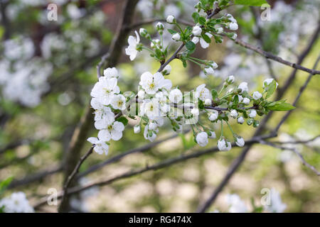 Prunus cerasus 'Morello' Fiore. Foto Stock