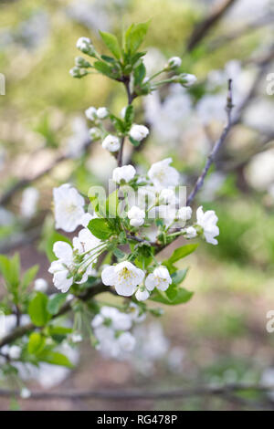Prunus cerasus 'Morello' Fiore. Foto Stock