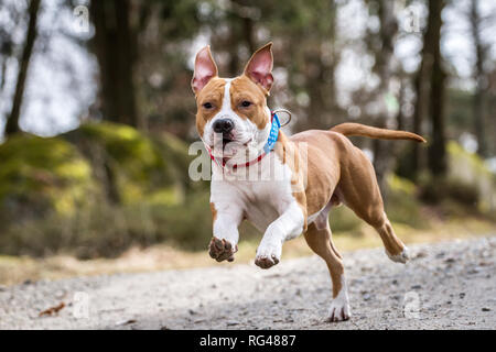 Giovane maschio American Staffordshire Terrier in esecuzione piena di gioia Foto Stock