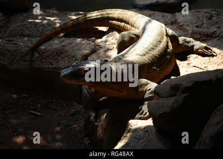 Drago di Komodo Monitor (Varanus komodoensis) su una roccia Foto Stock