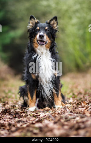 Vecchio tricolore maschio pastore australiano cane Foto Stock