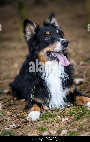 Vecchio tricolore maschio pastore australiano cane Foto Stock
