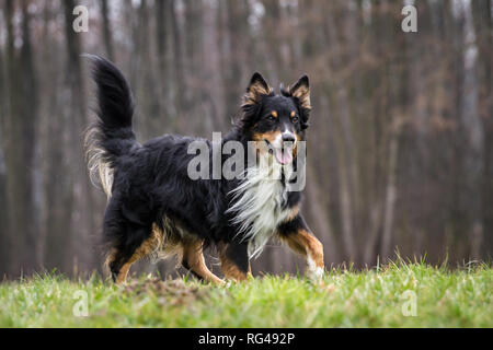Vecchio tricolore maschio pastore australiano cane Foto Stock