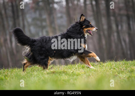 Vecchio tricolore maschio pastore australiano cane Foto Stock