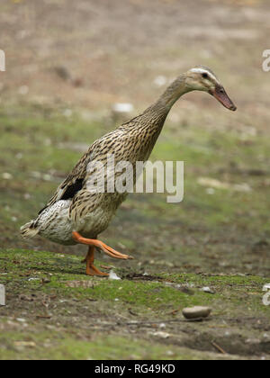 Anatra domestica (Anas platyrhynchos domesticus). Foto Stock