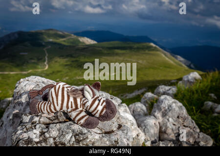 Piccolo, grazioso zebra recante sulla roccia nell'idilliaco, fresche, verde prato erboso sul rax plateau Foto Stock