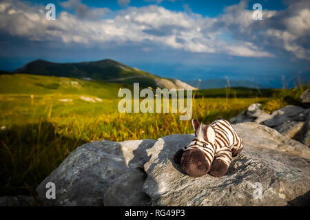 Piccolo, grazioso zebra recante sulla roccia nell'idilliaco, fresche, verde prato erboso sul rax plateau Foto Stock