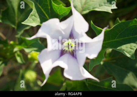 Datura stramonium, nota in inglese come jimsonweed o devil's snare, Overhead shot del fiore con il fuoco selettivo Foto Stock