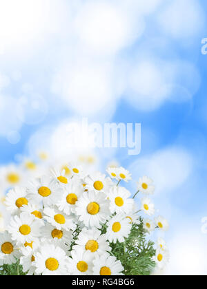 Daisy bianco occhio giallo fiori sul Cielo di estate blu sfocate sfondo verticale Foto Stock