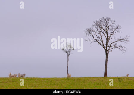 Indo-Brazilian bovini, Bos Taurus Indicus, brasiliano zebù razza di manzo, con alberi su terreni agricoli, Brasile Foto Stock