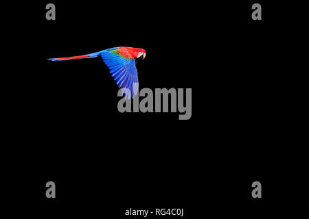 Battenti di colore rosso e verde Macaw, Ara Chloropterus, Buraco Das Araras, vicino a Bonito, Pantanal, Brasile Foto Stock