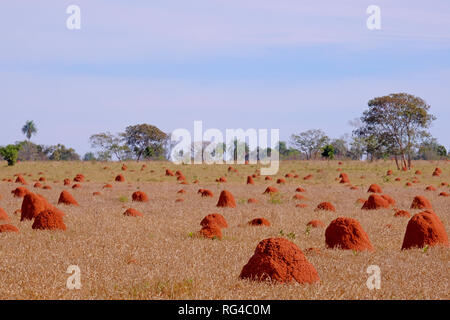 Bella termite tumuli su asciutto erboso campo agricolo, Bonito, Mato Grosso, Pantanal, Brasile Foto Stock