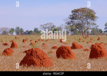 Bella termite tumuli su asciutto erboso campo agricolo, Bonito, Mato Grosso, Pantanal, Brasile Foto Stock