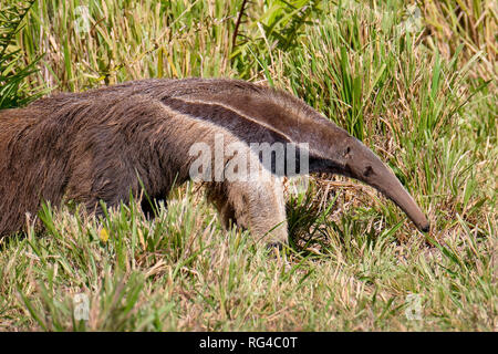 Anteater gigante, Myrmecophaga Tridactyla, noto anche come l'Orso Ant, Matto Grosso do Sul, Pantanal, Brasile Foto Stock