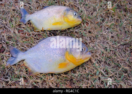 Due appena catturati piranhas pesce con grandi denti nel Mato Grosso, Pantanal, Brasile Foto Stock