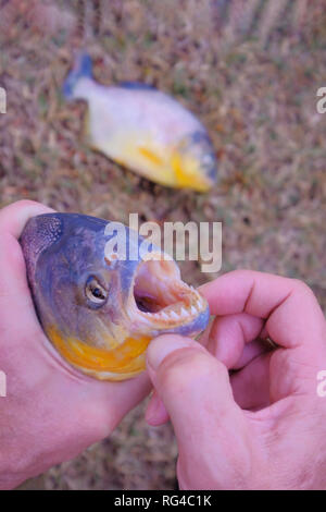 Mano d'uomo azienda appena pescato il pesce piranha con grandi denti nel Mato Grosso, Pantanal, Brasile Foto Stock