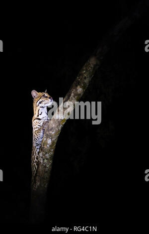 Ocelot, da Leopardo Pardalis, durante la notte, la Fazenda San Francisco, Miranda, Mato Grosso do Sul, Brasile, Sud America Foto Stock