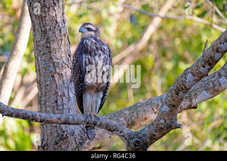 Immaturo grande Black Hawk, Buteogallus Urubitinga, uccello da preda, Accipitridae, Pantanal, Brasile, Sud America Foto Stock