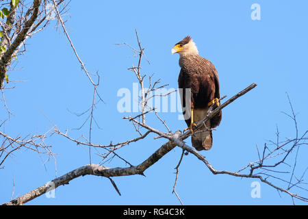 Caracara meridionale, Caracara Plancus, appollaiate su un ramo in foresta, Mato Grosso, Pantanal, Brasile Foto Stock