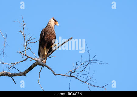 Caracara meridionale, Caracara Plancus, appollaiate su un ramo in foresta, Mato Grosso, Pantanal, Brasile Foto Stock
