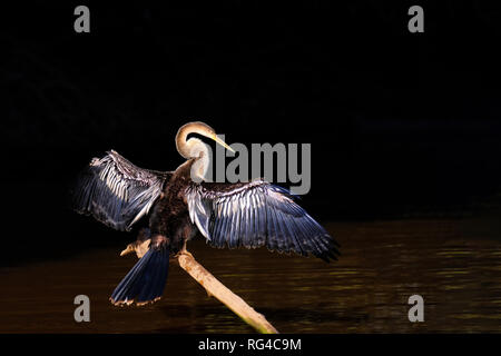 Anhinga, Anhinga Anhinga, chiamato anche Snakebird o Darter, Cuiaba River, Pantanal, Mato Grosso do Sul, Brasile Foto Stock