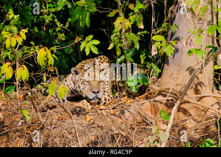 Jaguar, Panthera onca, poggia su di un argine, Cuiaba River, Porto Jofre, Pantanal Matogrossense, Mato Grosso, Brasile Foto Stock