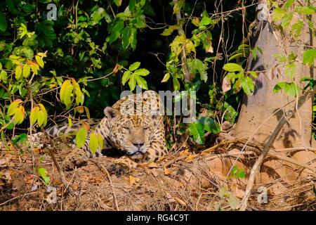 Jaguar, Panthera onca, poggia su di un argine, Cuiaba River, Porto Jofre, Pantanal Matogrossense, Mato Grosso, Brasile Foto Stock