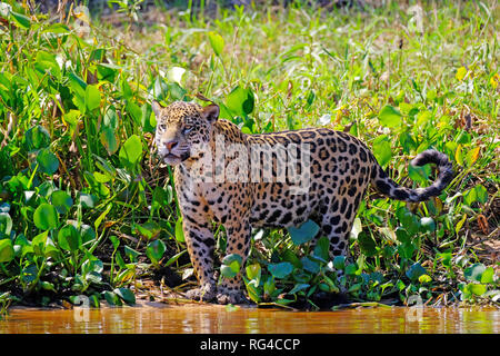 Jaguar, Panthera onca, Cuiaba River, Porto Jofre, Pantanal Matogrossense, Mato Grosso do Sul, Brasile Foto Stock