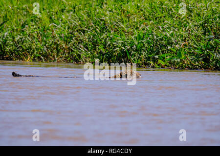 Jaguar, Panthera onca, Femmina, nuota attraverso Cuiaba River, Porto Jofre, Pantanal Matogrossense, Pantanal, Brasile Foto Stock