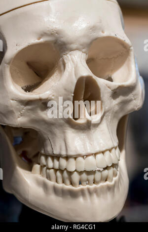 Cranio di plastica, Roma, Italia, Europa Foto Stock