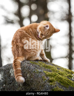 Rosso tabby cat toelettatura stesso (Felis silvestris catus) Foto Stock