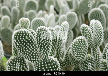 coltivazione di cactus. Vasi con piantine e chiusure di San Pedro Cactus (Wachuma) Foto Stock