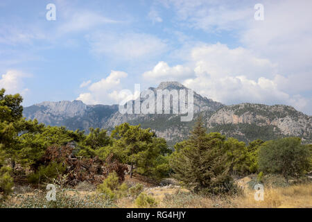 Sud della foresta di pini ai piedi delle montagne rocciose sul giorno di estate. Foto Stock