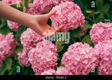 Donna cura dei fiori nel giardino. giardiniere con fiori. hydrangea. La primavera e l'estate. La cura dei fiori e irrigazione. suoli e fertilizzanti. Serra Foto Stock