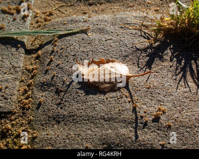 Foglie di betulla giace sul marciapiede in autunno, Mosca Foto Stock