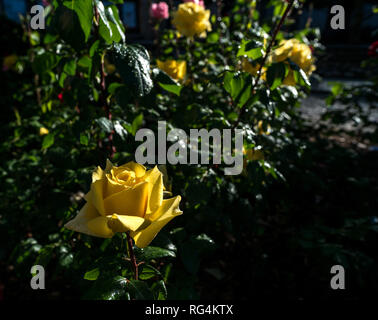 Le rose nelle strade di Ávila, Castiglia e León, Spagna Foto Stock