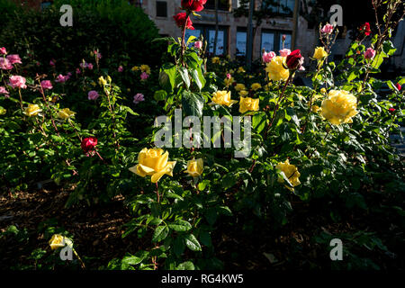 Le rose nelle strade di Ávila, Castiglia e León, Spagna Foto Stock