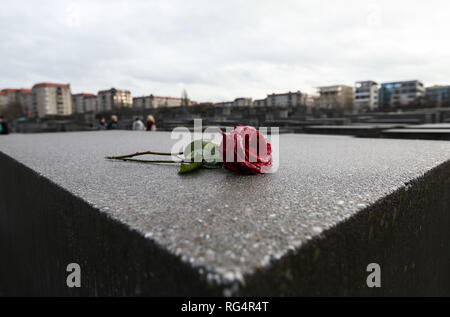 Berlino, Germania. 27 gennaio, 2019. Una rosa è visto presso il memoriale della assassinato ebrei dell'Europa a Berlino, capitale della Germania, a gennaio 27, 2019. Il memorial, situato nel centro di Berlino, è stata costruita per ricordare il fino a sei milioni di ebrei uccisi nella Germania nazista durante la Seconda Guerra Mondiale. Nel 2005, l'Assemblea generale delle Nazioni Unite ha adottato una risoluzione che ha designato gen. 27 come la Giornata Internazionale di commemorazione in memoria delle vittime dell'Olocausto, il giorno quando l'accampamento di morte di Auschwitz fu liberata nel 1945. Credito: Shan Yuqi/Xinhua/Alamy Live News Foto Stock