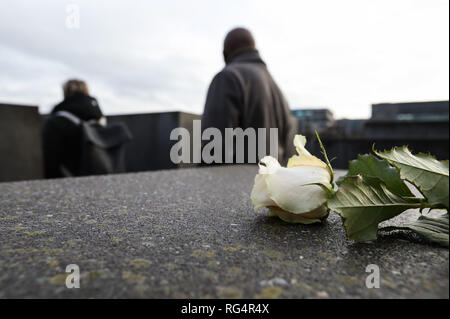 Berlino, Germania. 27 gennaio, 2019. Una rosa è visto presso il memoriale della assassinato ebrei dell'Europa a Berlino, capitale della Germania, a gennaio 27, 2019. Il memorial, situato nel centro di Berlino, è stata costruita per ricordare il fino a sei milioni di ebrei uccisi nella Germania nazista durante la Seconda Guerra Mondiale. Nel 2005, l'Assemblea generale delle Nazioni Unite ha adottato una risoluzione che ha designato gen. 27 come la Giornata Internazionale di commemorazione in memoria delle vittime dell'Olocausto, il giorno quando l'accampamento di morte di Auschwitz fu liberata nel 1945. Credito: Shan Yuqi/Xinhua/Alamy Live News Foto Stock