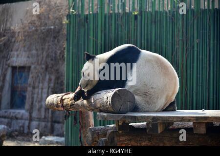 Beijing, Pechino, Cina. 28 gen, 2019. Pechino, Cina-un adorabile panda gigante gode il sole a allo Zoo di Pechino a Pechino in Cina. Credito: SIPA Asia/ZUMA filo/Alamy Live News Foto Stock