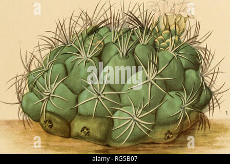 . Le Cactaceae : descrizioni e illustrazioni di piante della famiglia di cactus. BRITTON E ROSE, VOL. Piastra malato XVII '/dfiiii/xi. &Gt;* > >. Si prega di notare che queste immagini vengono estratte dalla pagina sottoposta a scansione di immagini che possono essere state migliorate digitalmente per la leggibilità - Colorazione e aspetto di queste illustrazioni potrebbero non perfettamente assomigliano al lavoro originale. Britton, Nathaniel signore, 1859-1934; Rose, J. N. (Joseph Nelson), 1862-1928. Washington : Carnegie Institution di Washington Foto Stock