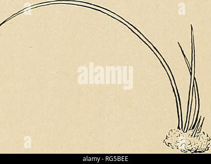 . Le Cactaceae : descrizioni e illustrazioni di piante della famiglia di cactus. 92 Le Cactaceae. Qui senza dubbio appartiene Mammillaria angularis fulvescens (Salm-Dyck, Cact. Hort. Dyck. 1849. 18. 1850). Illustrazioni: Schelle, Handb. Kakteenk. 264. f. 187 (?); MoUers Deutsche Gart. Zeit. 25: 486. f. 20; Krook, Handb. Cact. 38 (?); Gartenwelt 15: 410; Contr. U. S. Nat. Erbe. 10: pi. 16, f. B come Mammil- laria angularis; Mollers Deutsche Gart. Zeit. 25: 475. f. 8, n. 8, come M. angularis compressa; Pfeiffer e Otto, Abbild. Beschr. Cact. io: pi. 7, come M. cirrhifera; Mollers Deutsche Gart. Zeit. 25 Foto Stock